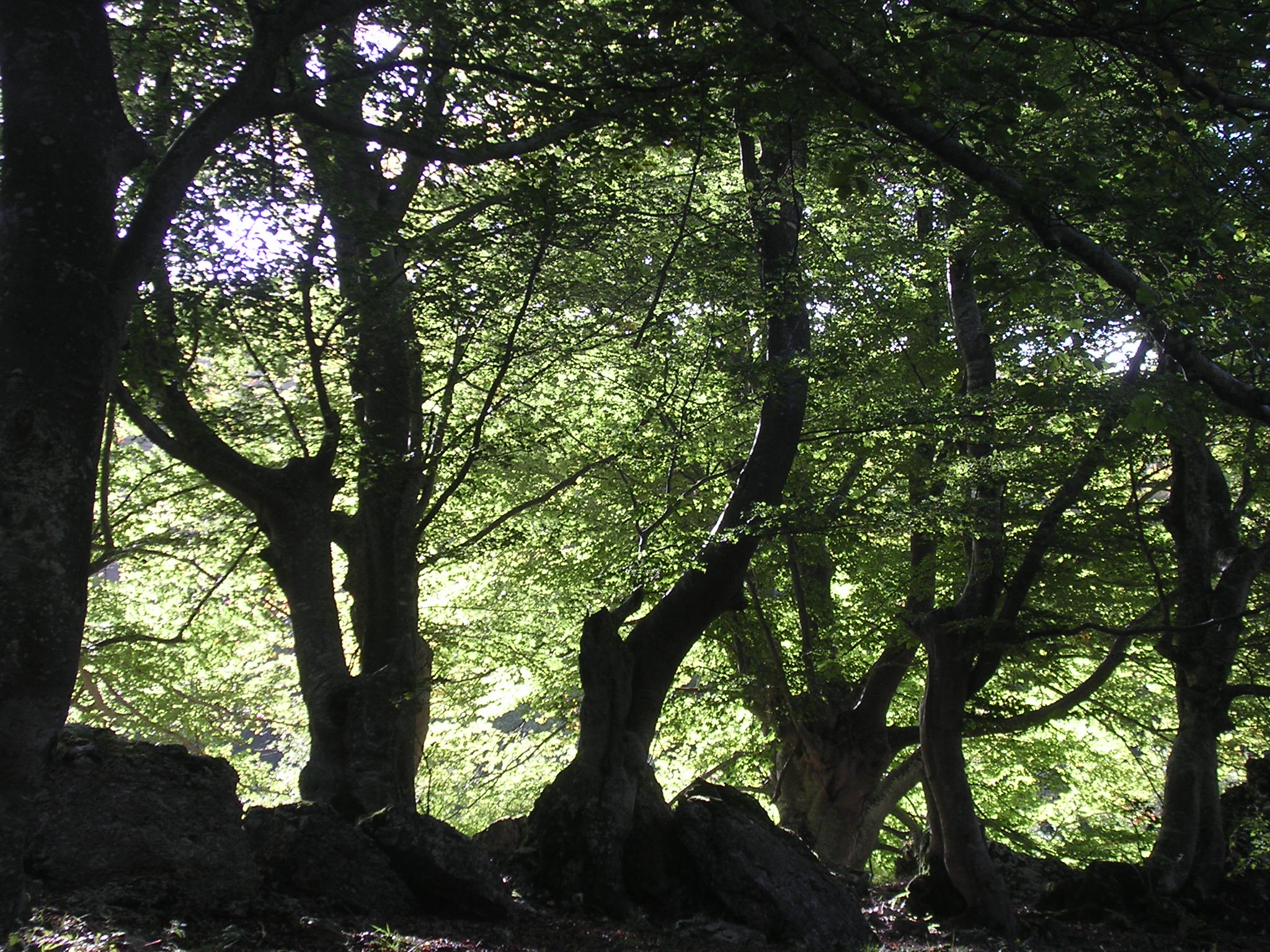 Diversity of Sacred Natural Sites in Europe. Proceedings of the Third Workshop of The Delos Initiative, Inari/Aanaar