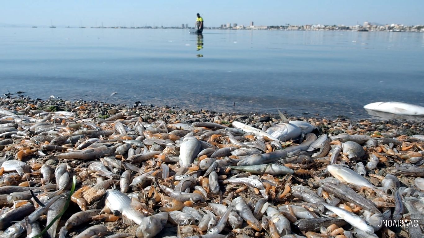 El declivi de la biodiversitat: grans reptes, respostes inefectives